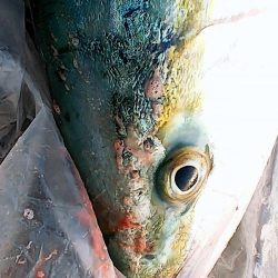 魚へんに春で・・・