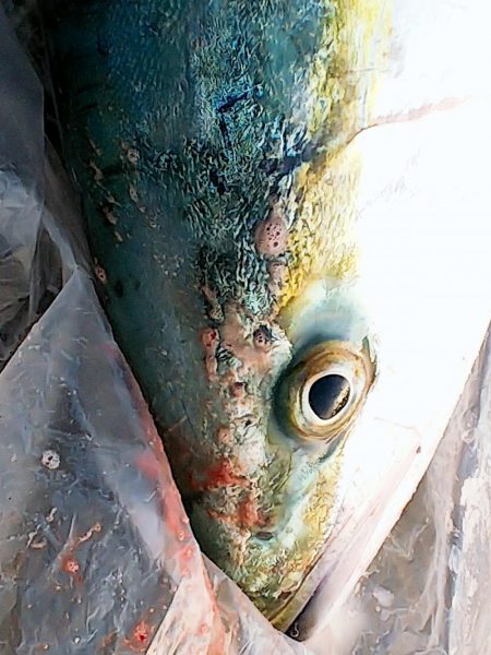 魚へんに春で・・・