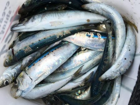 イワシだけ・・・