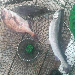 激渋　三目釣り