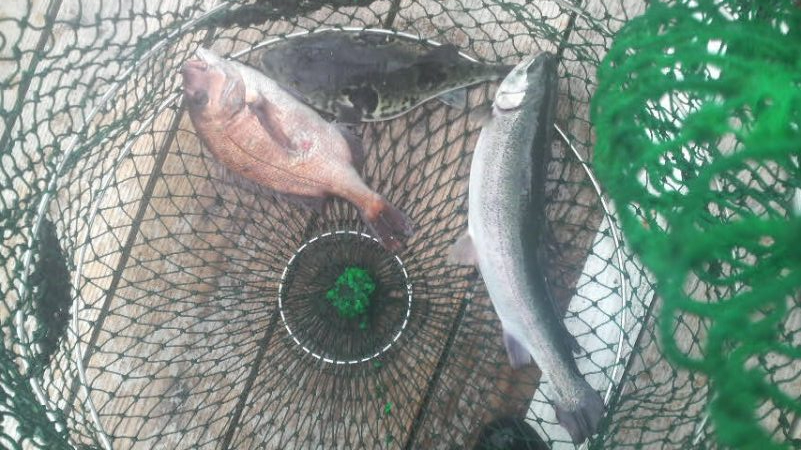 激渋　三目釣り