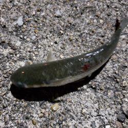 シーバスを求めて