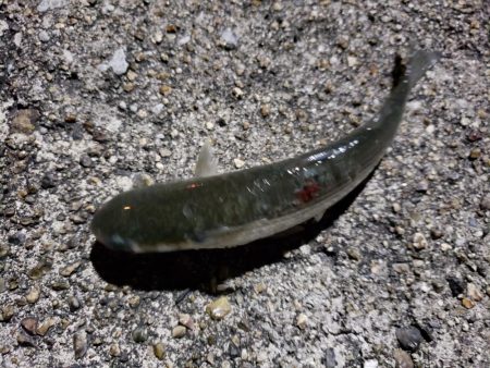 シーバスを求めて