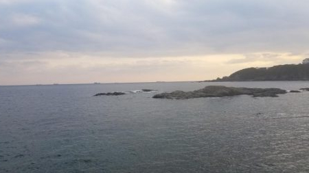 大物アオリイカ