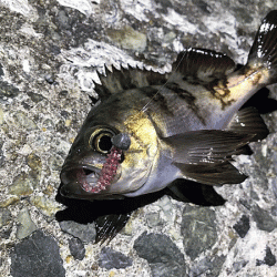 姫路メバリング(2019-11)