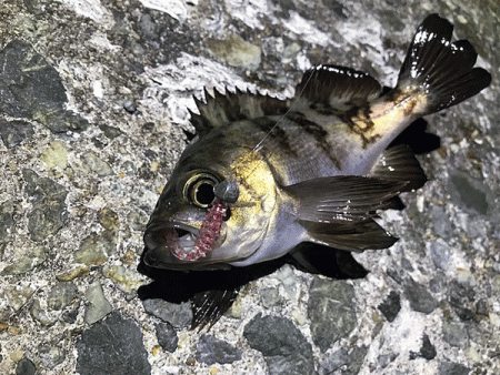 姫路メバリング(2019-11)