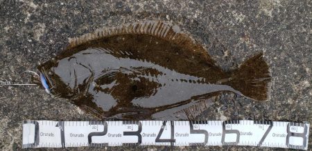 まさかのヒラメ