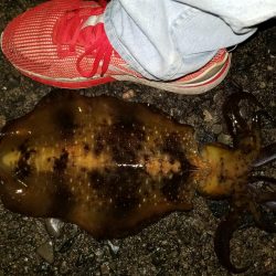 アオリきたー!!