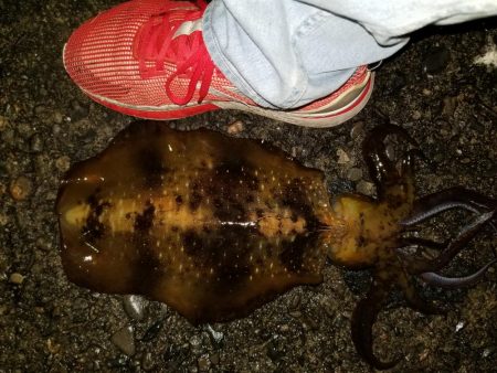 アオリきたー！！