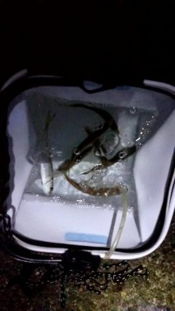 イルカ発見！！