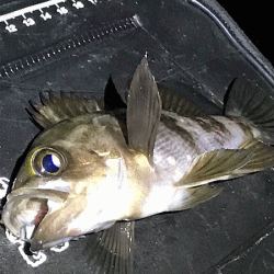 姫路メバリング(2019-12)