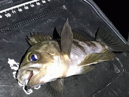 姫路メバリング(2019-12)