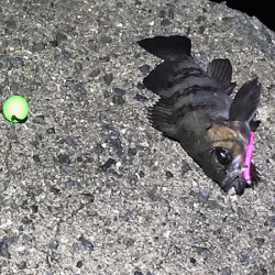 姫路メバリング(2019-13)