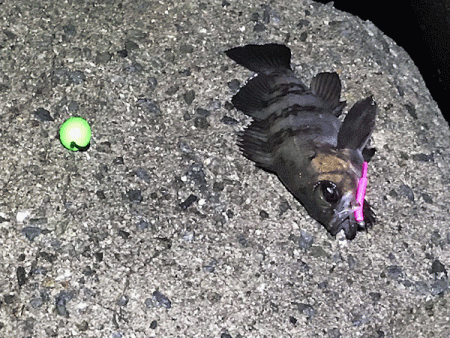 姫路メバリング(2019-13)