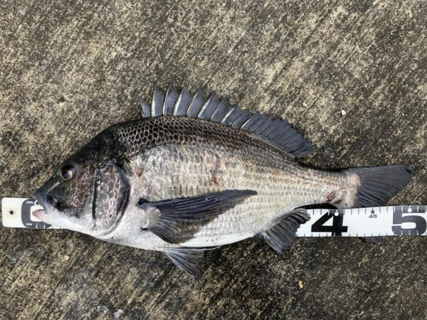 イチノ兄弟、釣果！