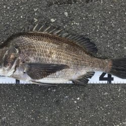 イチノ兄弟、釣果