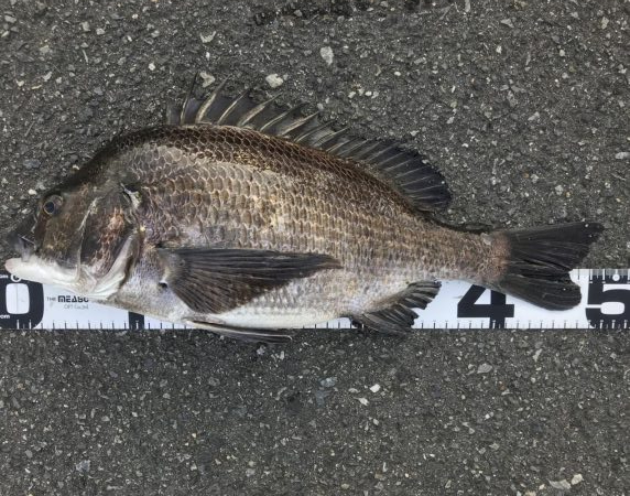 イチノ兄弟、釣果