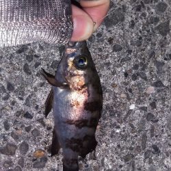 須磨海岸でメバリング！ミニメバルに癒やされる