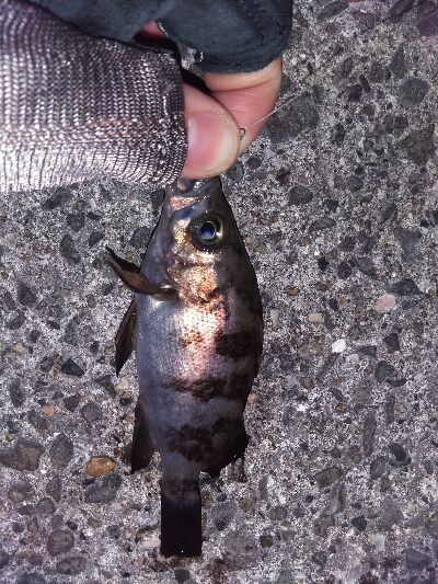 須磨海岸でメバリング！ミニメバルに癒やされる