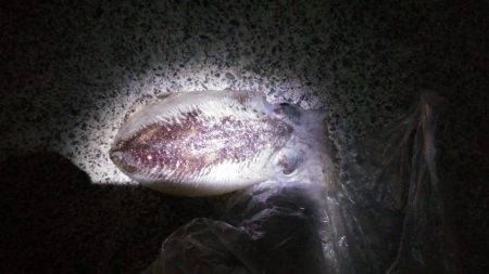 コウイカ、カマス、シーバスなど