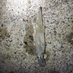 ヤリイカ終盤、厳しい〜