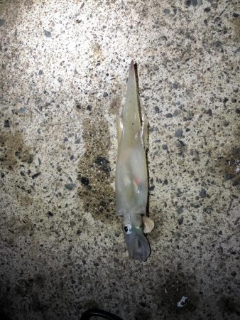 ヤリイカ終盤、厳しい〜