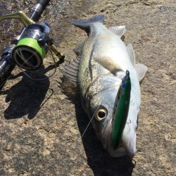 天神川河口調査