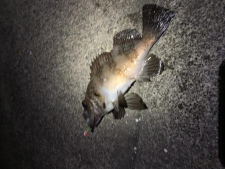 とびだせメバルちゃん~ガッシーを添えて~