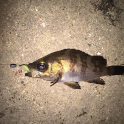 久々のメバル②