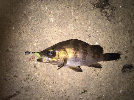 久々のメバル②