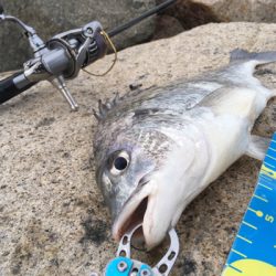 淀川ブリームゲーム 2019年初キビレ