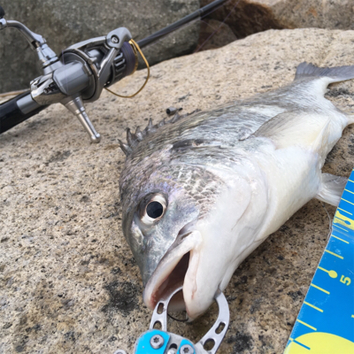 淀川ブリームゲーム 2019年初キビレ