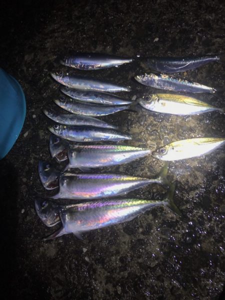 エサなしサビキでも^ ^