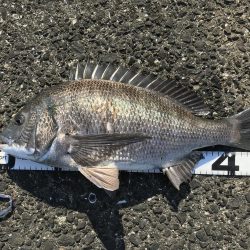 イチノ兄弟、釣果！