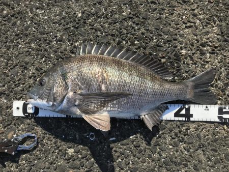 イチノ兄弟、釣果！