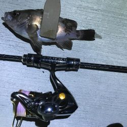 ナイトアジはいなかった。