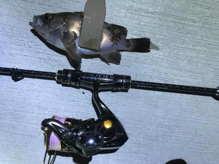 ナイトアジはいなかった。