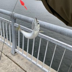 中サバ入れ食い