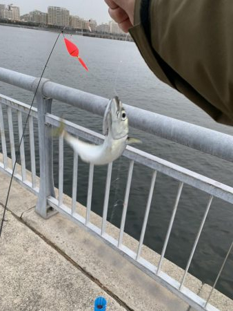 中サバ入れ食い