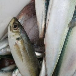 イワシ釣り ~サバ、37.5センチ~