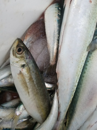 イワシ釣り ~サバ、37.5センチ~