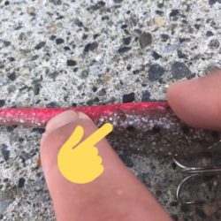 舌平目とヒラメ?