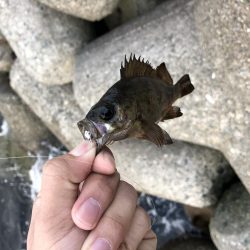 アジが意外にも…