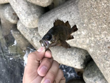 アジが意外にも…