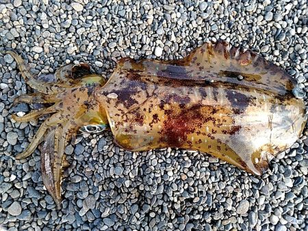 サーフで　大型アオリイカゲットできました!…