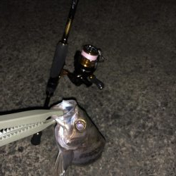 イカ釣りを教えるの巻