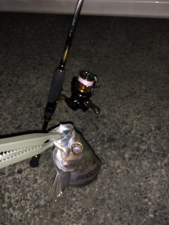 イカ釣りを教えるの巻