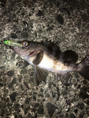 プラグでのメバル