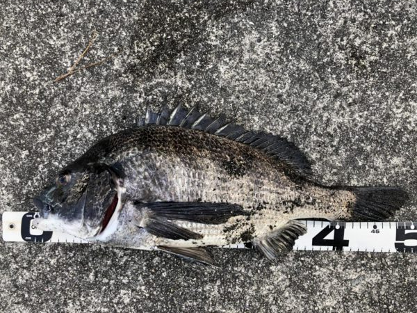 イチノ兄弟、釣果！