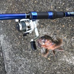 2019年初フィッシュ